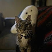 Gunner joined the competition — help win amazing prizes! animal, blurred_background, cat, collar, companion, cozy, curious, cute, domestic, feline, focused, home, indoor, mammal, pet, plush, portrait, soft_light, tabby, whiskers