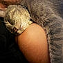 Gunner is registered to the contest to win money with this photo: animal, arm, cat, closeup, collar, comfort, cozy, friendship, fur, gray_tabby, human, indoor, nap, peaceful, pet, relaxation, resting, sleeping, soft_light, whiskers