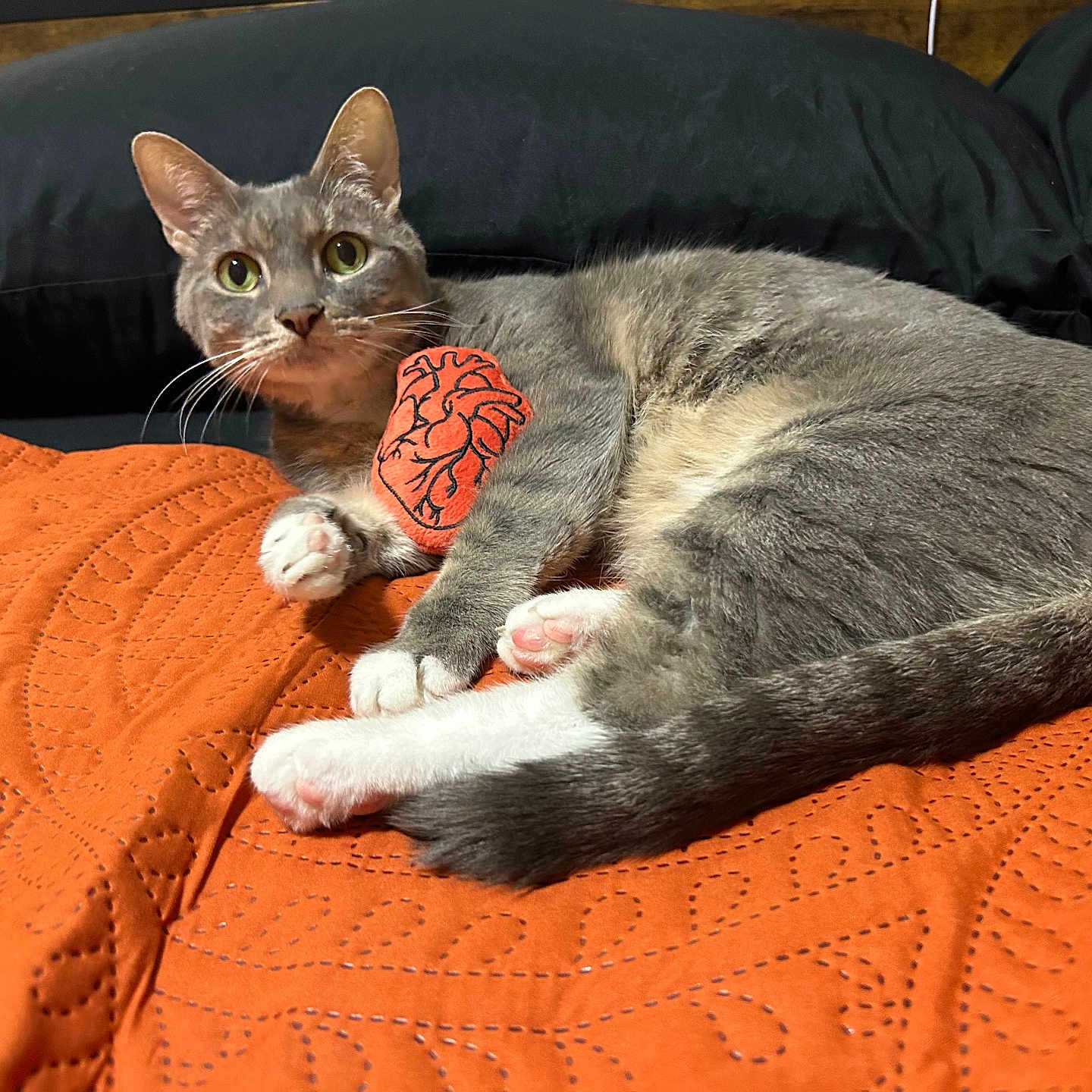 Gunner is registered to the contest to win money with this photo: anatomical_heart, animal, bed, cat, cozy, curious, cute, domestic_cat, fur, gray_cat, indoor, lying_down, orange_blanket, patch, pet, pillow, quilted, relaxed, whiskers, white_paws
