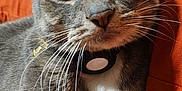 Gunner joined the competition — help win amazing prizes! animal, cat, close_up, collar, cute, domestic_cat, ear, face, feline, fur, gray_tabby, indoor, mammal, nose, orange_blanket, pet, portrait, relaxed, sleepy, whiskers