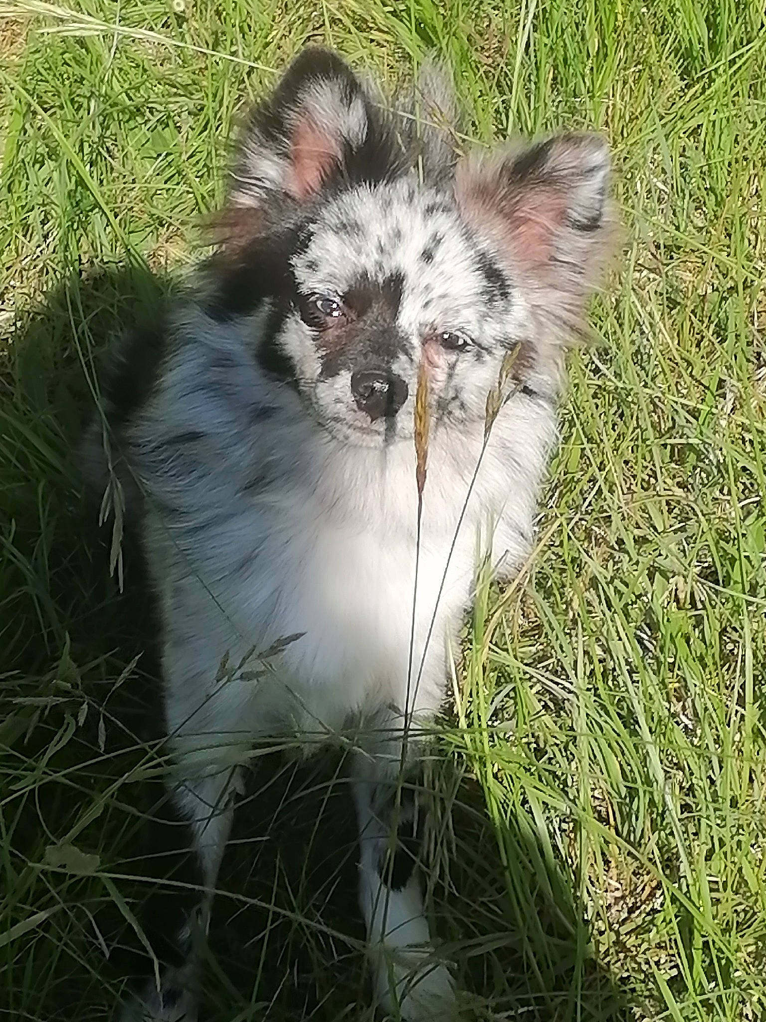 Sky a rejoint le concours — aidez-le/la à gagner de superbes lots ! canidae, carnivore, cat, companion_dog, dog_breed, eye, fawn, felidae, fur, grass, grassland, liver, plant, small_to_medium_sized_cats, snout, sporting_group, tail, terrestrial_animal, whiskers, wildlife