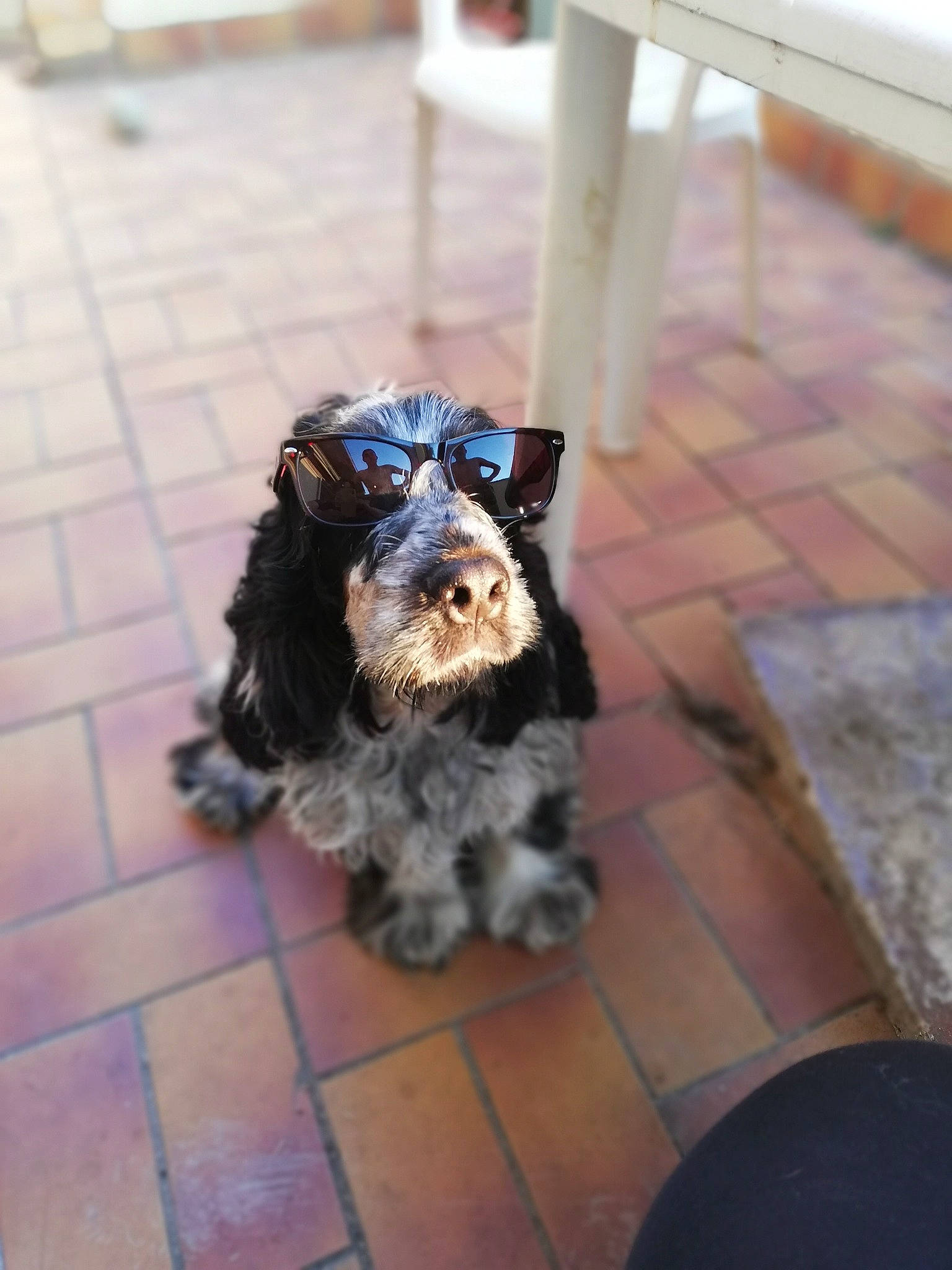 Madison participe au concours pour gagner de l'argent avec cette photo : bolonka, canidae, carnivore, cocker_spaniel, companion_dog, dog, dog_breed, english_cocker_spaniel, mammal, miniature_schnauzer, puppy, rare_breed_dog, schnauzer, snout, spaniel, sporting_group, terrier