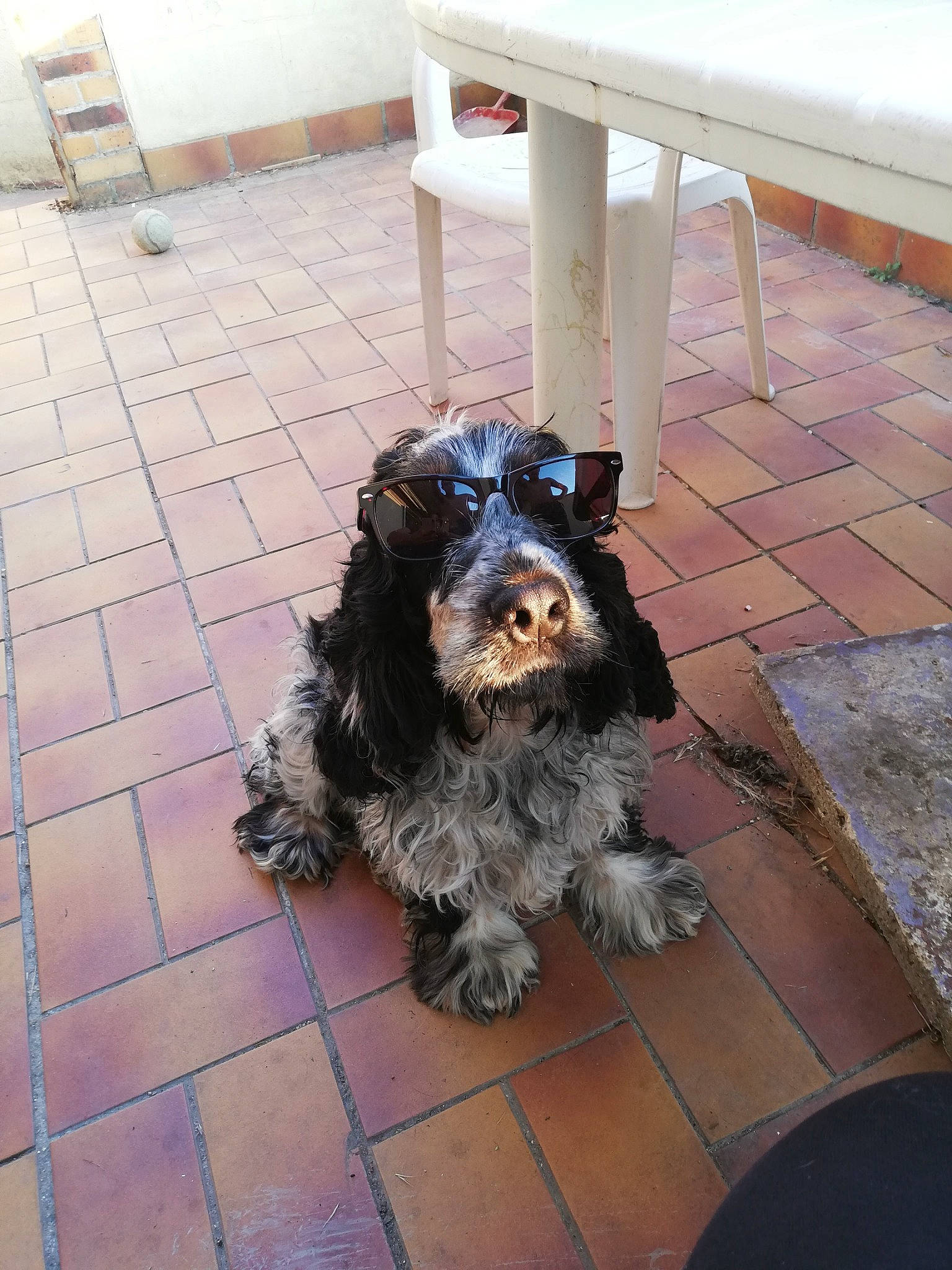 Madison participe au concours pour gagner de l'argent avec cette photo : american_cocker_spaniel, bolonka, canidae, carnivore, cockapoo, cocker_spaniel, dog, dog_breed, english_cocker_spaniel, mammal, rare_breed_dog, schnauzer, snout, spaniel, spinone_italiano, sporting_group, terrier, tibetan_terrier, vertebrate, wirehaired_pointing_griffon