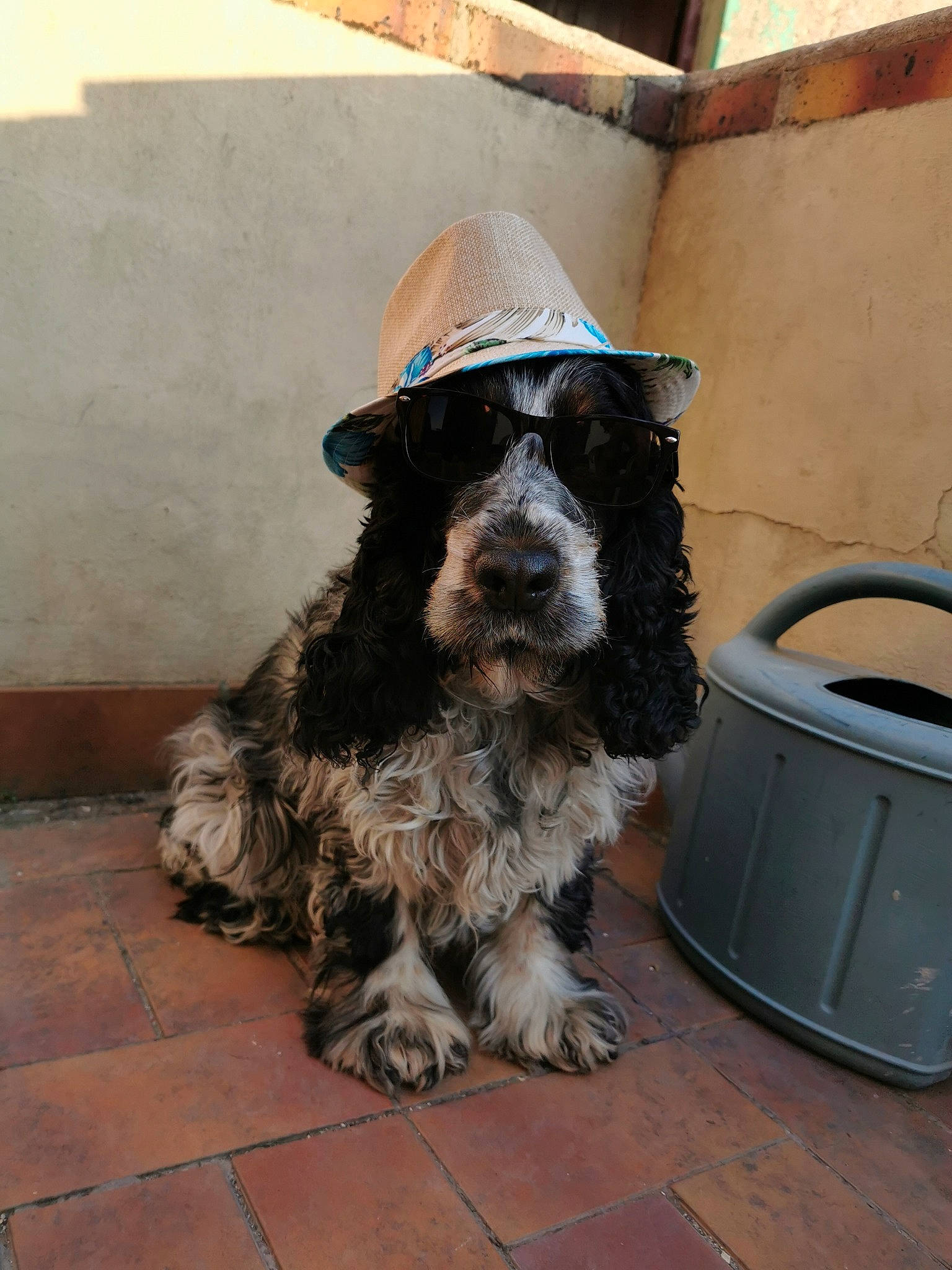 Madison a rejoint le concours — aidez-le/la à gagner de superbes lots ! american_cocker_spaniel, canidae, carnivore, cocker_spaniel, dog, dog_breed, english_cocker_spaniel, english_springer_spaniel, field_spaniel, german_spaniel, mammal, rare_breed_dog, russian_spaniel, snout, spaniel, sporting_group, vertebrate