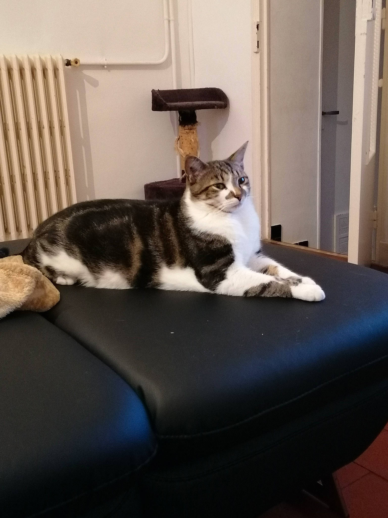 Onis a rejoint le concours — aidez-le/la à gagner de superbes lots ! aegean_cat, american_shorthair, american_wirehair, carnivore, cat, chair, comfort, couch, domestic_short_haired_cat, european_shorthair, felidae, fur, furniture, kitten, polydactyl_cat, small_to_medium_sized_cats, tabby_cat, table, whiskers, window