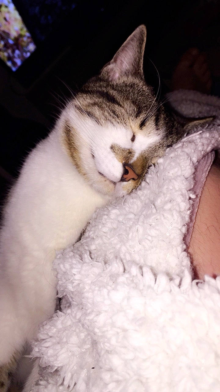 Onis participe au concours pour gagner de l'argent avec cette photo : asian, carnivore, cat, domestic_short_haired_cat, european_shorthair, felidae, fur, kitten, nose, paw, polydactyl_cat, skin, sleep, small_to_medium_sized_cats, tail, whiskers