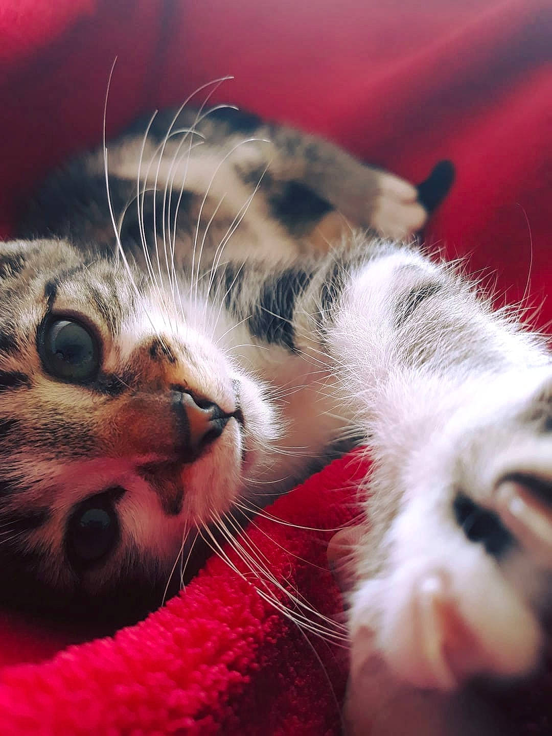 Onis a rejoint le concours — aidez-le/la à gagner de superbes lots ! american_curl, american_shorthair, asian, carnivore, cat, claw, close_up, european_shorthair, eye, felidae, fur, kitten, munchkin, nose, paw, polydactyl_cat, small_to_medium_sized_cats, snout, tabby_cat, whiskers