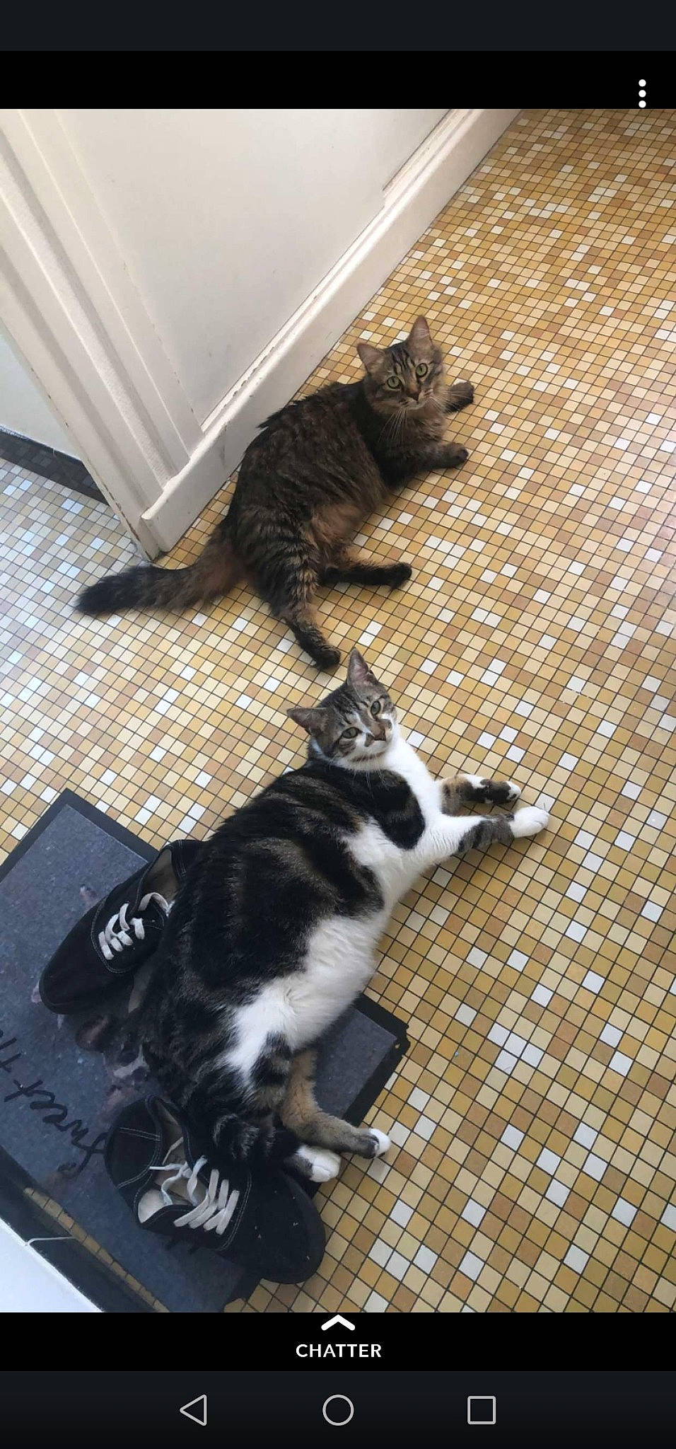 Onis a rejoint le concours — aidez-le/la à gagner de superbes lots ! american_shorthair, carnivore, cat, domestic_short_haired_cat, european_shorthair, felidae, fur, kitten, paw, polydactyl_cat, small_to_medium_sized_cats, tail, whiskers