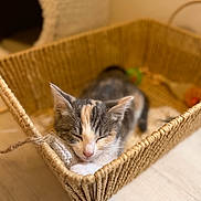 Mya participe au concours pour gagner de l'argent avec cette photo : cat, kitten, calico, sleeping, sleepy, basket, woven_basket, indoors, cozy, cute, animal, pet, feline, whiskers, pink_nose, soft_lighting, warm_tones, wooden_floor, resting, portrait