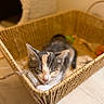 cat, kitten, calico, sleeping, sleepy, basket, woven_basket, indoors, cozy, cute, animal, pet, feline, whiskers, pink_nose, soft_lighting, warm_tones, wooden_floor, resting, portrait