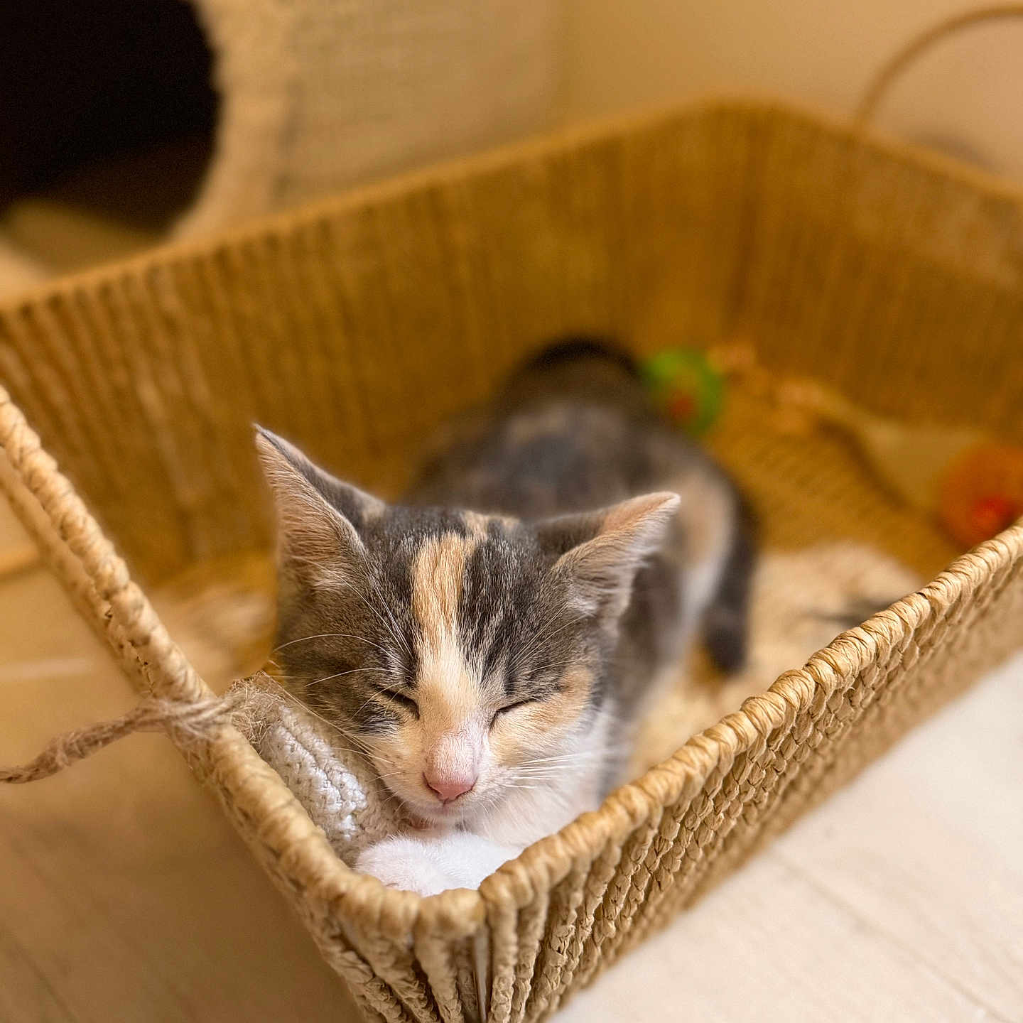 Mya participe au concours pour gagner de l'argent avec cette photo : cat, kitten, calico, sleeping, sleepy, basket, woven_basket, indoors, cozy, cute, animal, pet, feline, whiskers, pink_nose, soft_lighting, warm_tones, wooden_floor, resting, portrait
