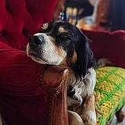 Lulu a rejoint le concours — aidez-le/la à gagner de superbes lots ! dog, armchair, red_furniture, crocheted_blanket, green_blanket, yellow_blanket, relaxed, indoors, pet, cozy, vintage, wooden_armrest, resting, fur, black_and_white_dog, brown_markings, home_interior, soft_light, portrait, animal