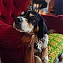 dog, armchair, red_furniture, crocheted_blanket, green_blanket, yellow_blanket, relaxed, indoors, pet, cozy, vintage, wooden_armrest, resting, fur, black_and_white_dog, brown_markings, home_interior, soft_light, portrait, animal
