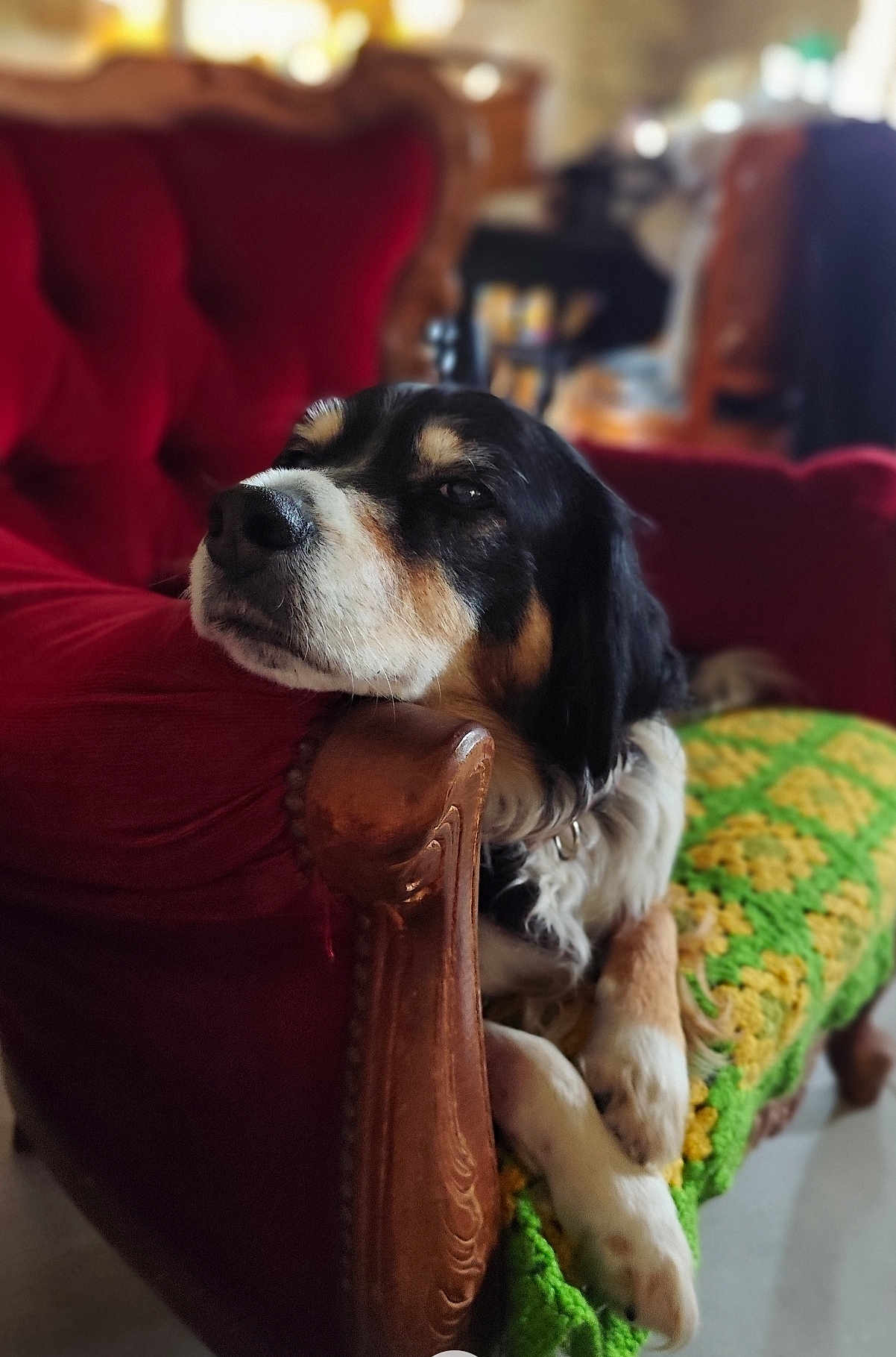 Lulu a rejoint le concours — aidez-le/la à gagner de superbes lots ! dog, armchair, red_furniture, crocheted_blanket, green_blanket, yellow_blanket, relaxed, indoors, pet, cozy, vintage, wooden_armrest, resting, fur, black_and_white_dog, brown_markings, home_interior, soft_light, portrait, animal