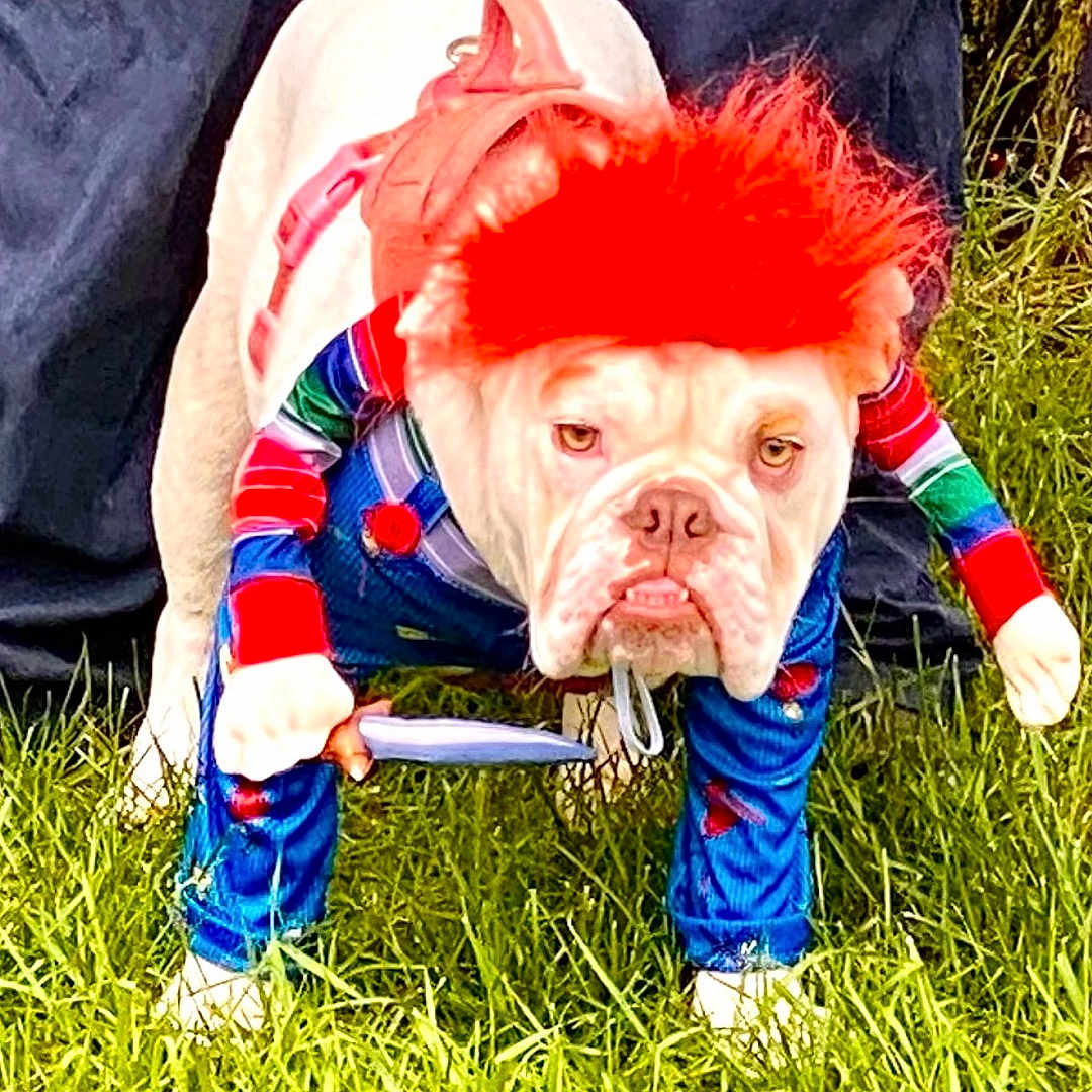 Dixie Maye joined the competition — help win amazing prizes! animal, baby, bulldog, canine, clothing, costume, dog, face, field, grass, head, lawn, pants, person, pet, photography, plant, portrait, sword, weapon