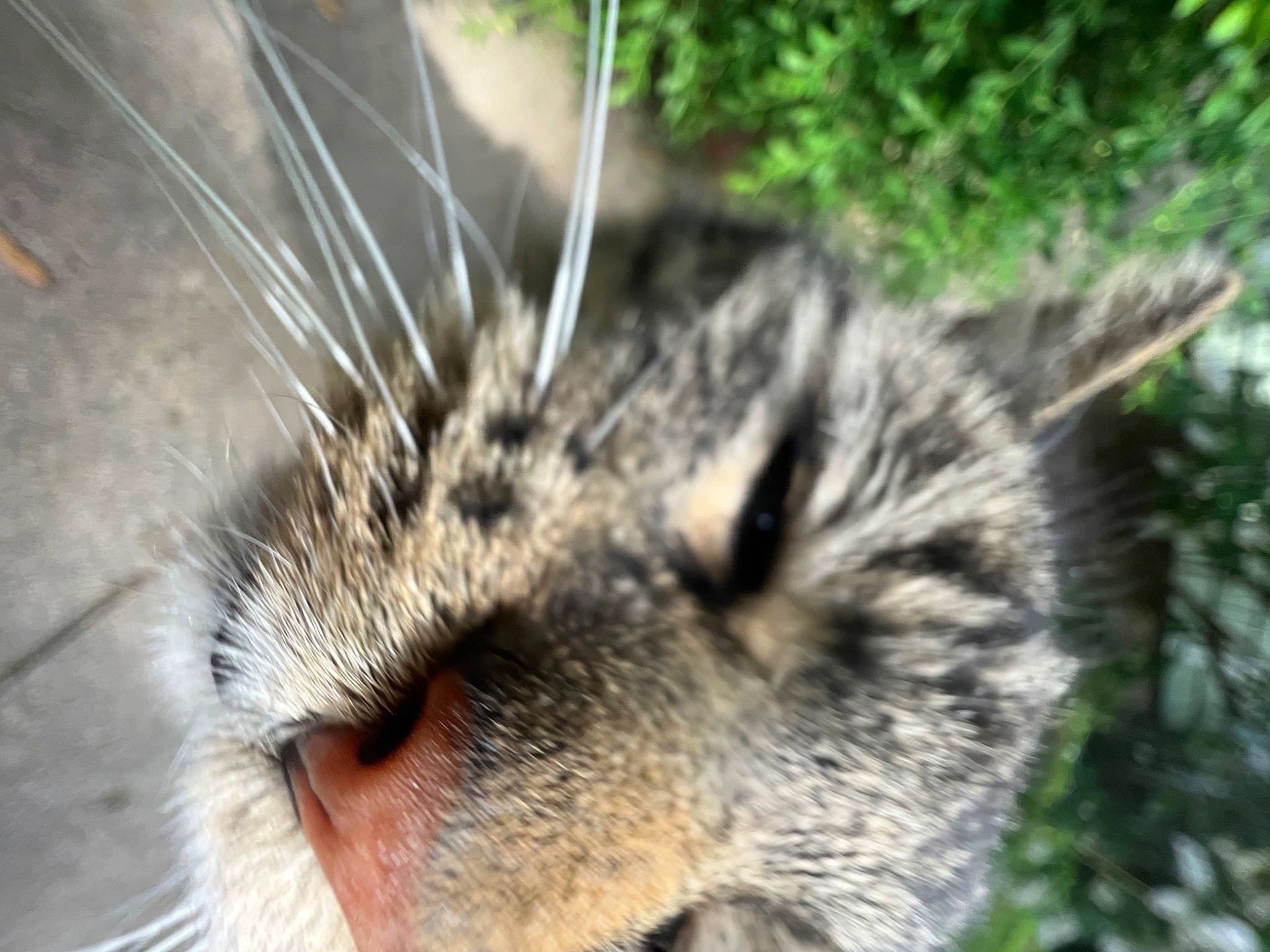 Cody is registered to the contest to win money with this photo: carnivore, cat, claw, domestic_short_haired_cat, eye, fang, fawn, felidae, fur, grass, lynx, macro_photography, paw, plant, small_to_medium_sized_cats, snout, tail, terrestrial_animal, whiskers, wildlife