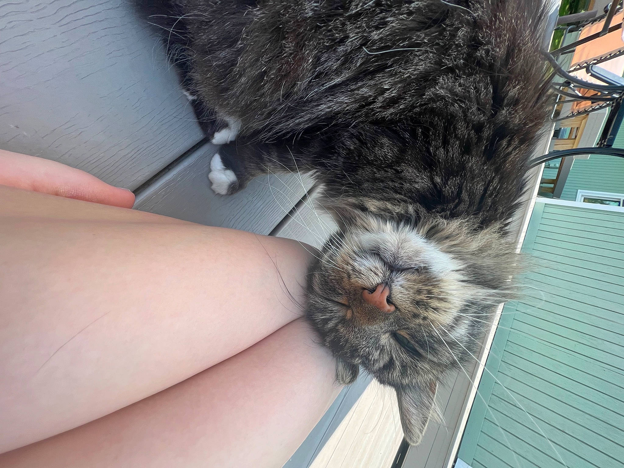 Cody joined the competition — help win amazing prizes! claw, comfort, dog_breed, domestic_short_haired_cat, felidae, foot, fur, human_leg, nail, paw, small_to_medium_sized_cats, snout, tail, terrestrial_animal, toe, whiskers