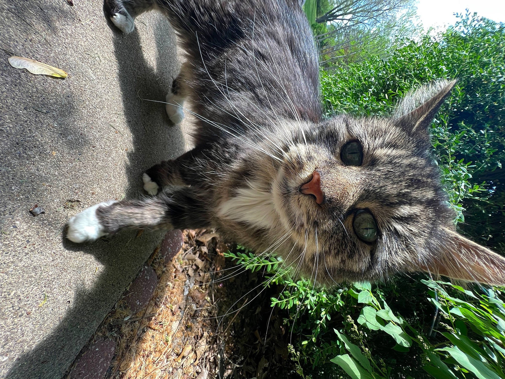 Cody joined the competition — help win amazing prizes! carnivore, cat, claw, domestic_short_haired_cat, eye, felidae, fur, grass, herb, lynx, paw, plant, small_to_medium_sized_cats, snout, soil, tail, terrestrial_animal, tree, whiskers, wildlife