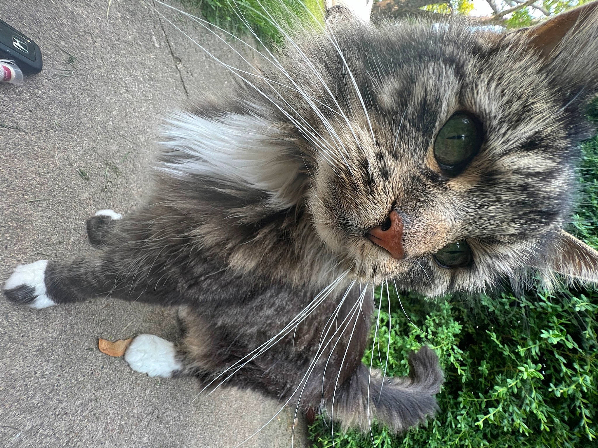 Cody joined the competition — help win amazing prizes! asphalt, carnivore, cat, claw, domestic_short_haired_cat, fawn, felidae, fur, grass, mammal, paw, plant, road_surface, sidewalk, small_to_medium_sized_cats, snout, tail, terrestrial_animal, whiskers, window
