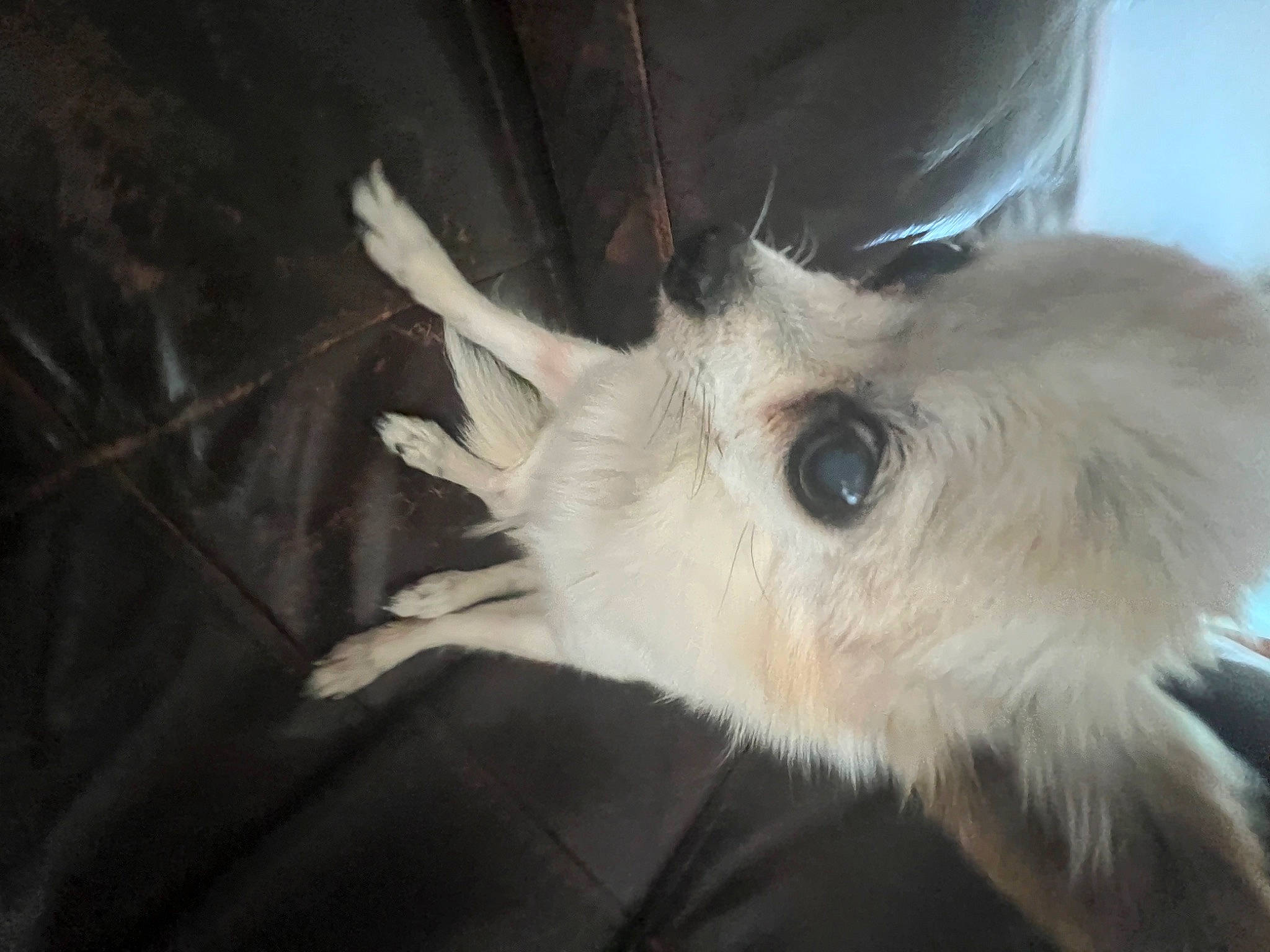 Minion joined the competition — help win amazing prizes! canidae, carnivore, claw, companion_dog, dog, dog_breed, ear, eyelash, felidae, fur, non_sporting_group, paw, small_terrier, small_to_medium_sized_cats, sporting_group, tail, terrestrial_animal, toy_dog, whiskers, working_animal