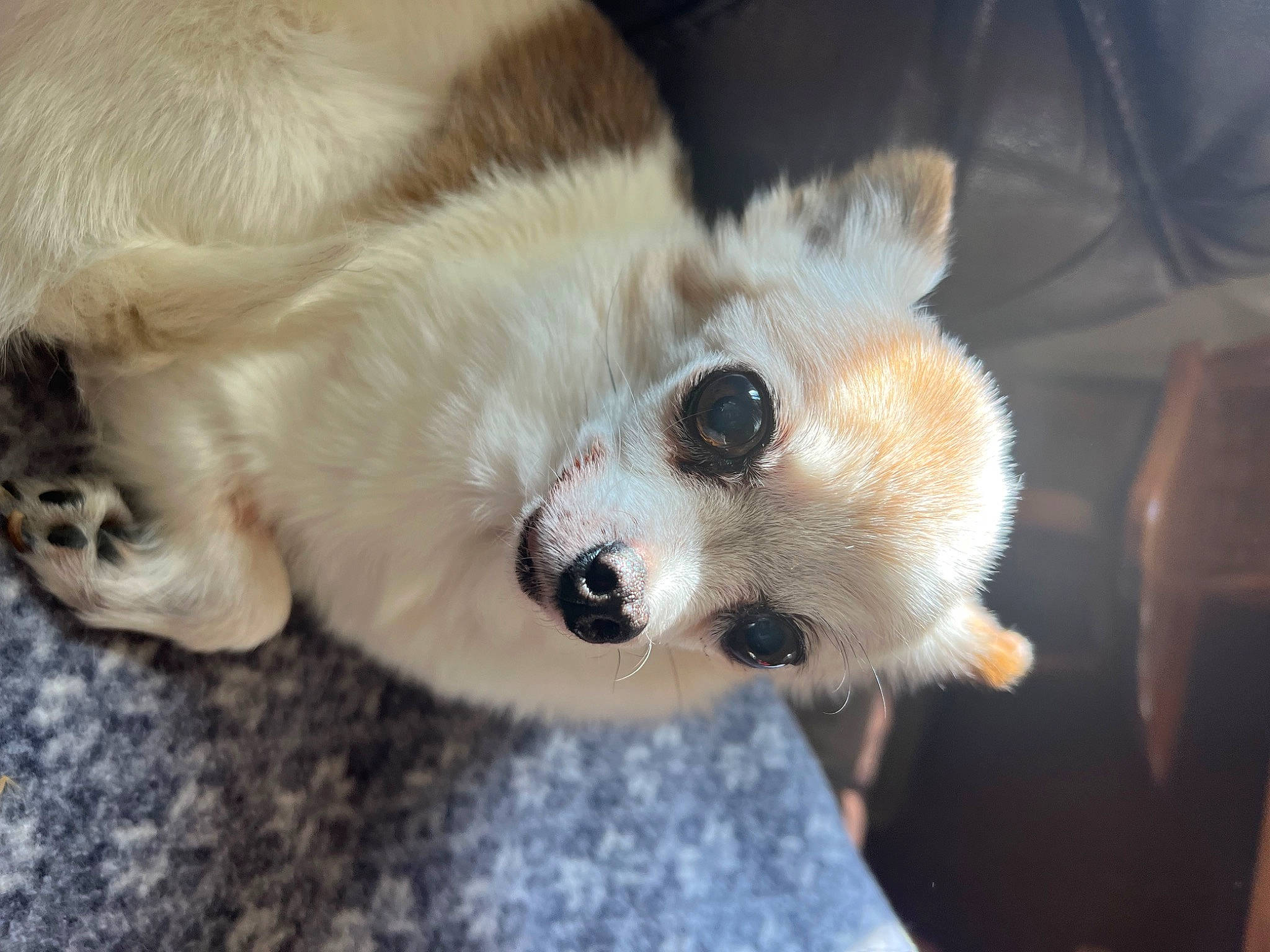 Minion joined the competition — help win amazing prizes! canidae, carnivore, chihuahua, companion_dog, dog, dog_breed, ear, fawn, fur, german_spitz, german_spitz_mittel, pomeranian, snout, spitz, sporting_group, terrestrial_animal, toy_dog, volpino_italiano, whiskers, working_animal