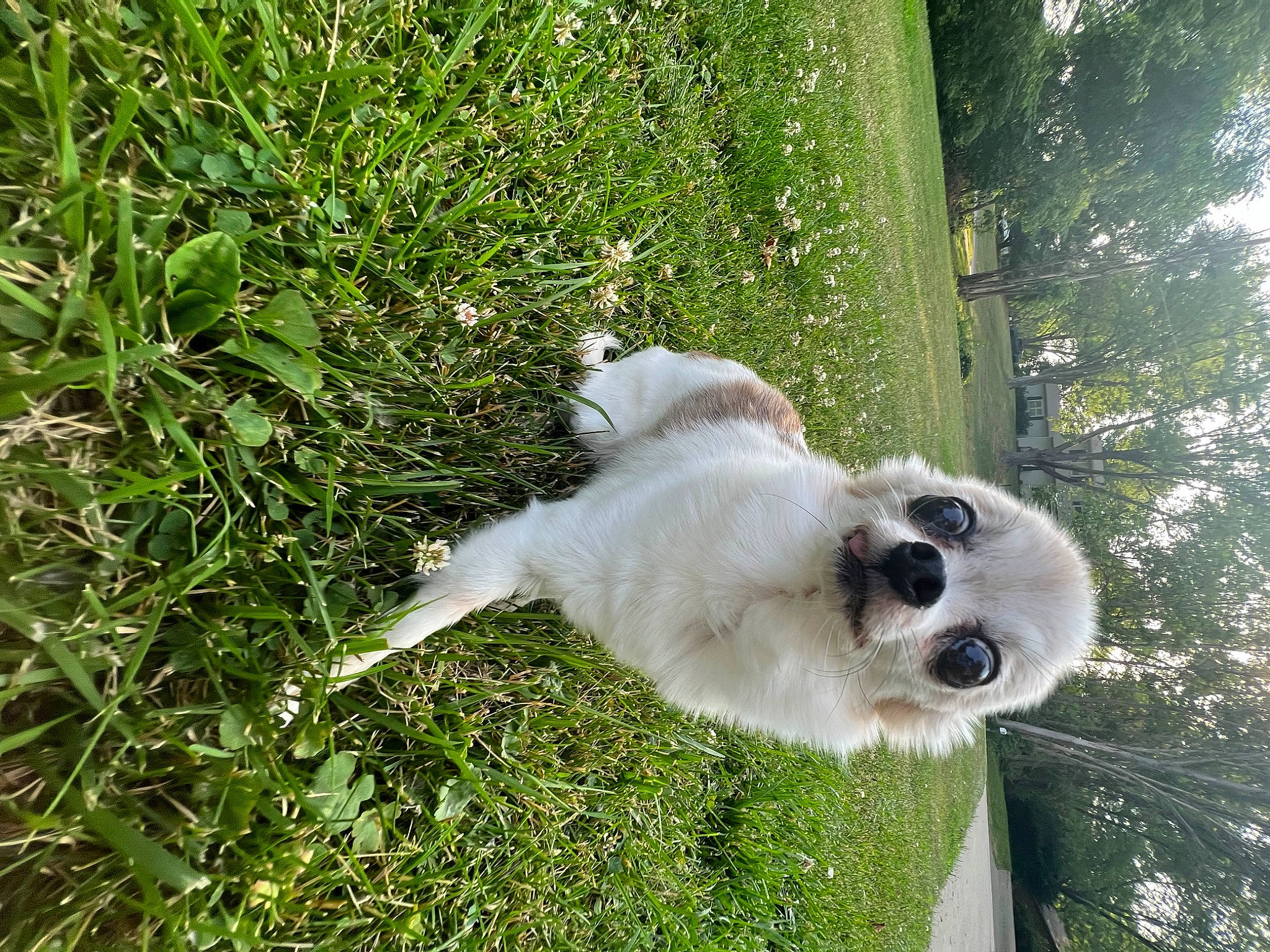 Minion is registered to the contest to win money with this photo: canidae, carnivore, collar, companion_dog, dog, dog_breed, dog_collar, fawn, grass, groundcover, herbaceous_plant, non_sporting_group, plant, polish_tatra_sheepdog, sedge_family, shrub, sporting_group, tail, tree, working_animal