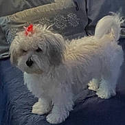 Vanilla joined the competition — help win amazing prizes! animal, bed, blanket, bow, canine, companion, cute, dog, domestic, fluffy, fur, furniture, household, indoor, pet, pillows, sleepy, small_dog, tail, white_dog