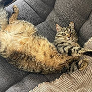 Rio a rejoint le concours — aidez-le/la à gagner de superbes lots ! cat, tabby, feline, pet, stretching, relaxed, upside_down, couch, furniture, blanket, cozy, indoor, fur, whiskers, paw, home, resting, cute, animal, tabby_cat