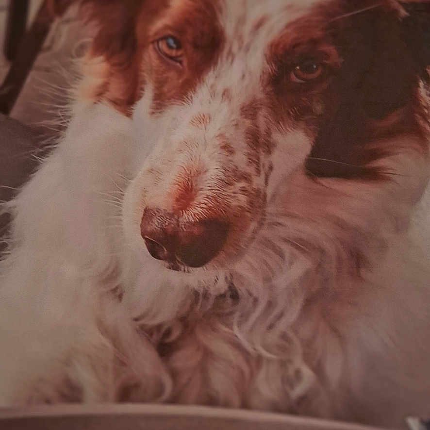 Nola a rejoint le concours — aidez-le/la à gagner de superbes lots ! animal, brick, canine, chair, cockerspaniel, collie, couch, cushion, dog, furniture, homedecor, hound, indoors, person, pet, pointer, puppy, sleeping, snout, terrier