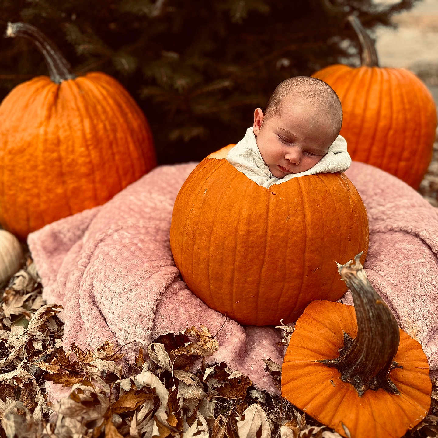 Adeline joined the competition — help win amazing prizes! baby, countryside, face, farm, food, harvest, head, leaf, nature, newborn, outdoors, person, photography, plant, portrait, produce, pumpkin, rural, squash, vegetable