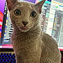 Stitch is registered to the contest to win money with this photo: cat, gray_cat, pet, indoor, computer, monitor, keyboard, technology, cute, curious, wide_eyes, tongue_out, feline, close_up, domestic_animal, sitting, fur, whiskers, screen, background_blur