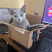 Stitch is registered to the contest to win money with this photo: cat, kitten, gray_cat, cardboard_box, amazon_prime, desk, computer_keyboard, computer_monitor, indoor, pet, feline, curious, green_eyes, box, electronics, home_office, cute, looking_at_camera, animal, domestic_animal