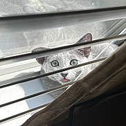 Stitch is registered to the contest to win money with this photo: animal, cat, closeup, curious, cute, domestic_cat, ears, face, feline, gray_cat, indoor, looking_up, pet, playful, shadow, sunlight, tongue_out, whiskers, window, window_blinds