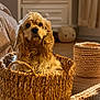 Mozart participe au concours pour gagner de l'argent avec cette photo : dog, basket, curly_fur, indoor, cozy, woven_basket, golden_fur, pet, animal, curtains, furniture, soft_light, home, carpet, relaxing, cute, fluffy, domestic_animal, room, natural_light