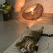 Lilas participe au concours pour gagner de l'argent avec cette photo : cat, tabby_cat, rug, lamp, light, shadow, plant, planter, floor, indoor, cozy, relaxed, pet, home_decor, textured, striped, feline, warm_light, modern, interior