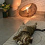 cat, tabby_cat, rug, lamp, light, shadow, plant, planter, floor, indoor, cozy, relaxed, pet, home_decor, textured, striped, feline, warm_light, modern, interior