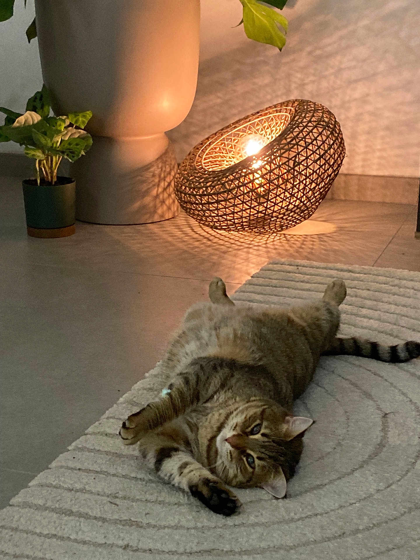 Lilas participe au concours pour gagner de l'argent avec cette photo : cat, tabby_cat, rug, lamp, light, shadow, plant, planter, floor, indoor, cozy, relaxed, pet, home_decor, textured, striped, feline, warm_light, modern, interior