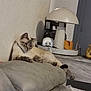 cat, feline, couch, gray, relaxed, indoor, lamp, furniture, tray, wall, wood, decor, pet, animal, resting, cozy, household, table, comfort, living_room