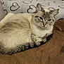 cat, pet, feline, striped, tabby, cozy, blanket, heart_pattern, indoor, resting, cute, fur, animal, whiskers, tail, ears, face, mammal, sleepy, comfortable