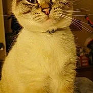Plume a rejoint le concours — aidez-le/la à gagner de superbes lots ! animal, blanket, blue_eyes, cat, close_up, cozy, curious, cute, domestic, ears, expression, feline, fur, indoor, mammal, pet, portrait, sitting, tabby, whiskers