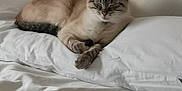 Plume participe au concours pour gagner de l'argent avec cette photo : cat, siamese_cat, sleeping, pillow, bed, white_bedding, fur, pet, indoor, relaxing, cozy, mammal, animal, resting, cute, domestic_animal, soft_texture, feline, calm, comfort