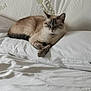 cat, siamese_cat, sleeping, pillow, bed, white_bedding, fur, pet, indoor, relaxing, cozy, mammal, animal, resting, cute, domestic_animal, soft_texture, feline, calm, comfort
