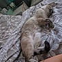 cat, sleeping, bed, blanket, tattoo, paw, fur, resting, cozy, indoor, pattern, gray, white, animal, pet, relaxing, napping, feline, comfort, home