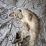cat, sleeping, bed, toy, feline, pet, resting, cozy, indoor, cute, fur, whiskers, animal, domestic, relaxed, blanket, pattern, face_drawings, playful, nap
