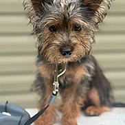 John B is registered to the contest to win money with this photo: dog, pet, leash, fur, ears, closeup, portrait, animal, cute, brown, black, furry, outdoor, face, small_dog, sitting, adorable, whiskers, nose, eyes