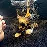 adorable, animal, black_background, calico, cat, closeup, curious, cute, eyes, feline, fur, hand, indoor, kitten, paw, pet, small, soft, whiskers, young