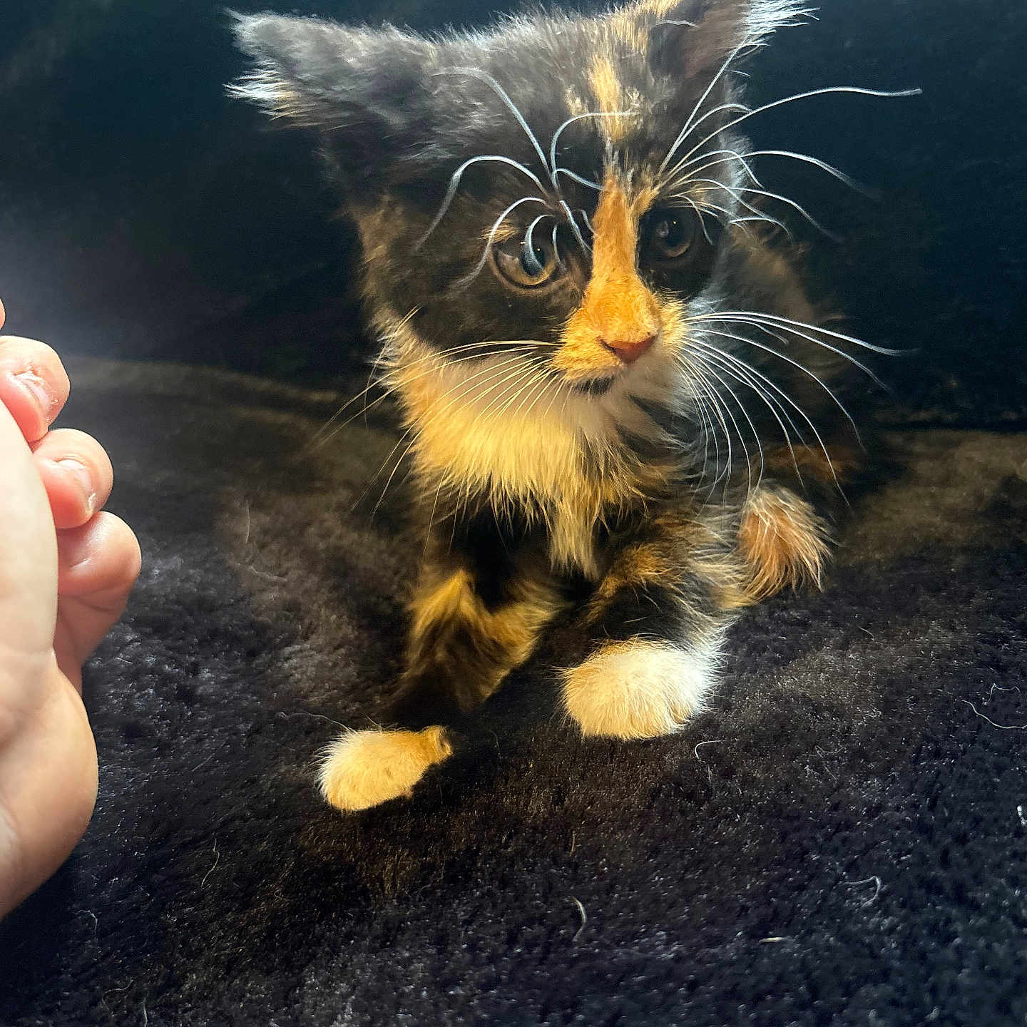 Puddin is registered to the contest to win money with this photo: kitten, calico, cat, whiskers, curious, pet, animal, feline, soft, black_background, closeup, young, cute, paw, fur, indoor, hand, small, adorable, eyes
