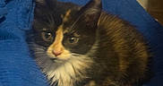 Puddin is registered to the contest to win money with this photo: animal, blue_blanket, calico, cat, cozy, curious, cute, ears, feline, fur, home, indoor, kitten, paws, pet, relaxing, resting, small, whiskers, young