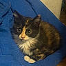 Puddin is registered to the contest to win money with this photo: kitten, cat, calico, animal, pet, fur, blue_blanket, indoor, cozy, cute, small, whiskers, ears, paws, relaxing, home, feline, young, curious, resting