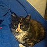 Puddin is registered to the contest to win money with this photo: cat, kitten, calico, pet, animal, fur, whiskers, cute, eyes, blue_blanket, indoor, cozy, resting, small, young, domestic, curious, mammal, feline, relaxed